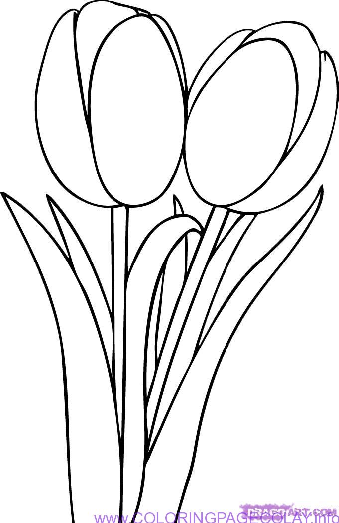 681x1052 Best Coloring Simple Tulip Outline Picture Hd Hd Coloring Flower
