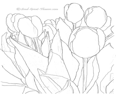 400x322 Drawn Tulip Coloring Book Tulips An Illustration Of Single Double