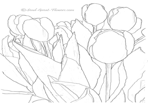 476x333 Drawn Tulip Coloring Book Page Image Clipart Images
