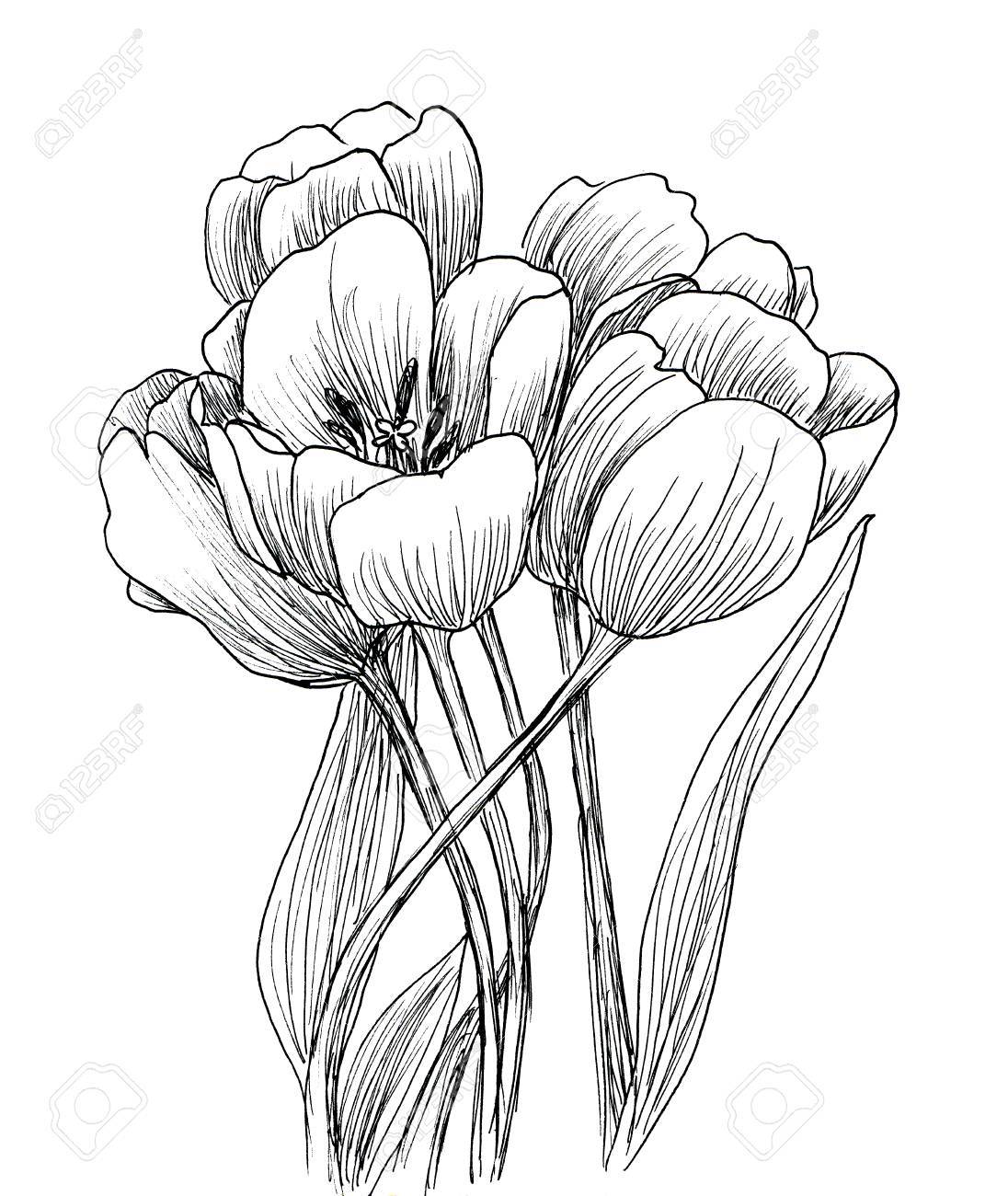1096x1300 Hand Drawn Decorative Tulips Isolated On White. Ink Sketch Stock
