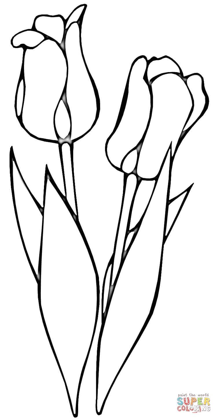 750x1447 Red Tulips Coloring Page Free Printable Coloring Pages