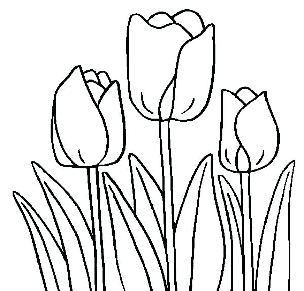 600x576 This Is Tulip Coloring Pages Pictures Tulips Coloring Page Bulk