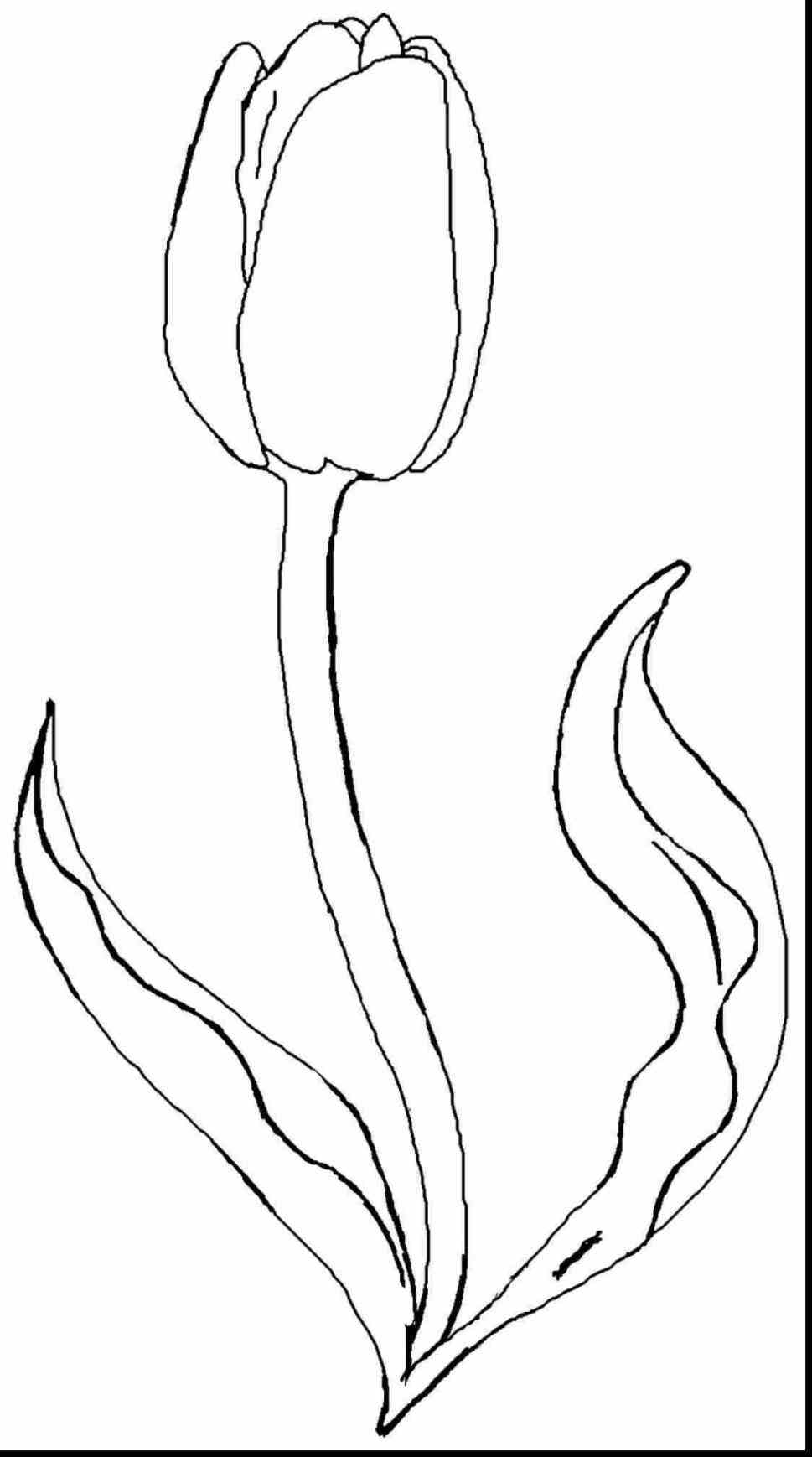 969x1738 Tulips Outline Drawing