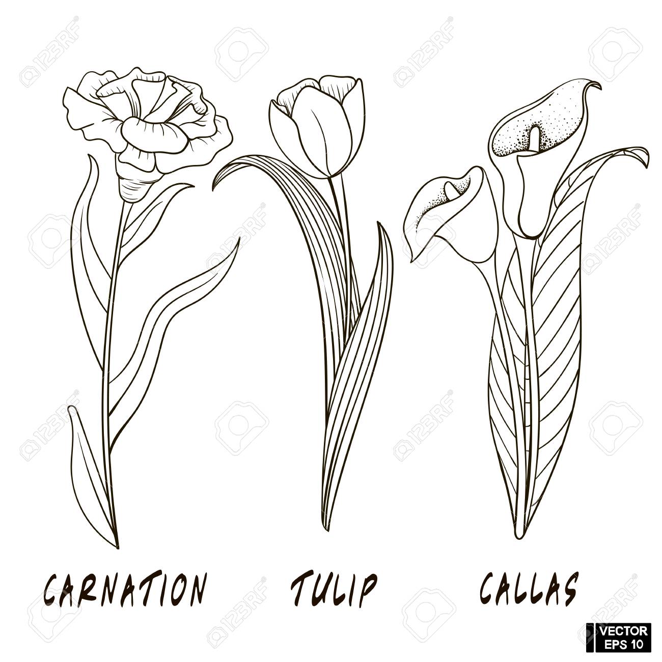 1300x1300 Vector Image. Flowers In Style Hand Drawing. Sketches Of Peonies
