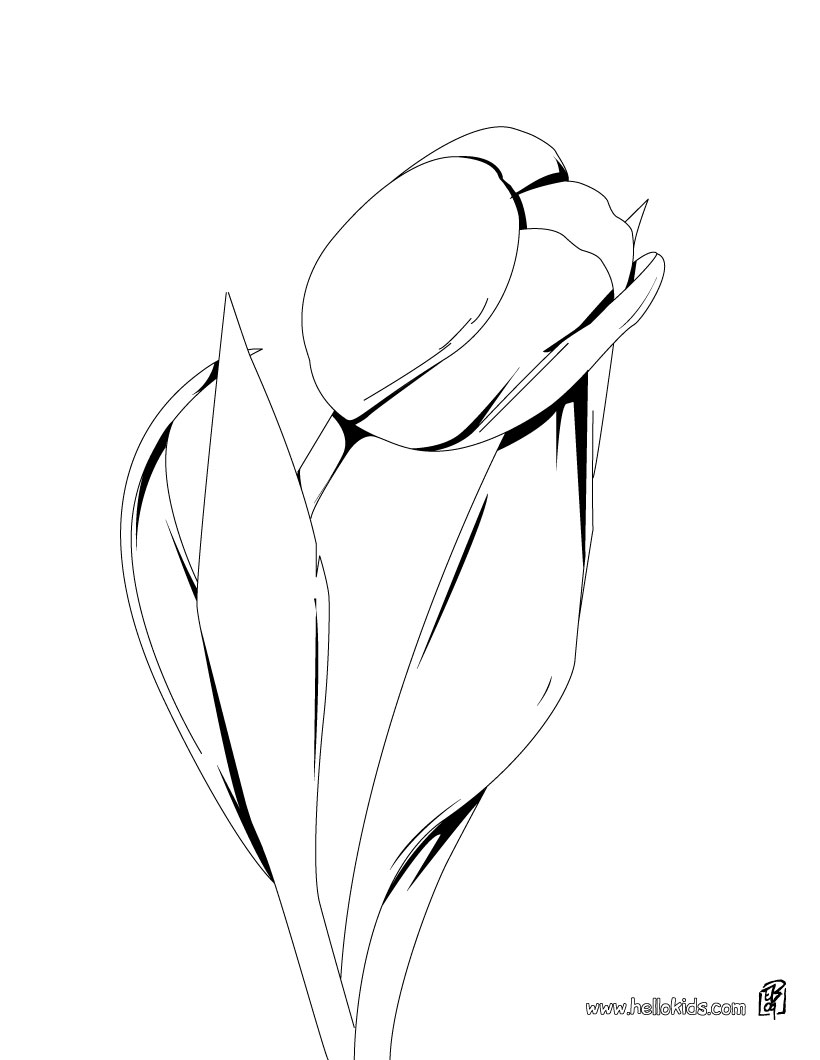 820x1060 Adult How To Draw Tulips How To Draw Tulips In A Vase. How To Draw
