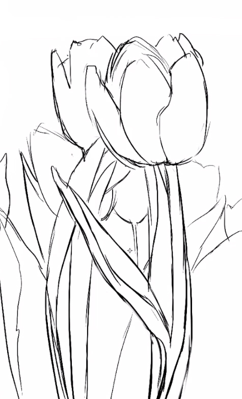 475x783 Ds Tulips 1.jpg