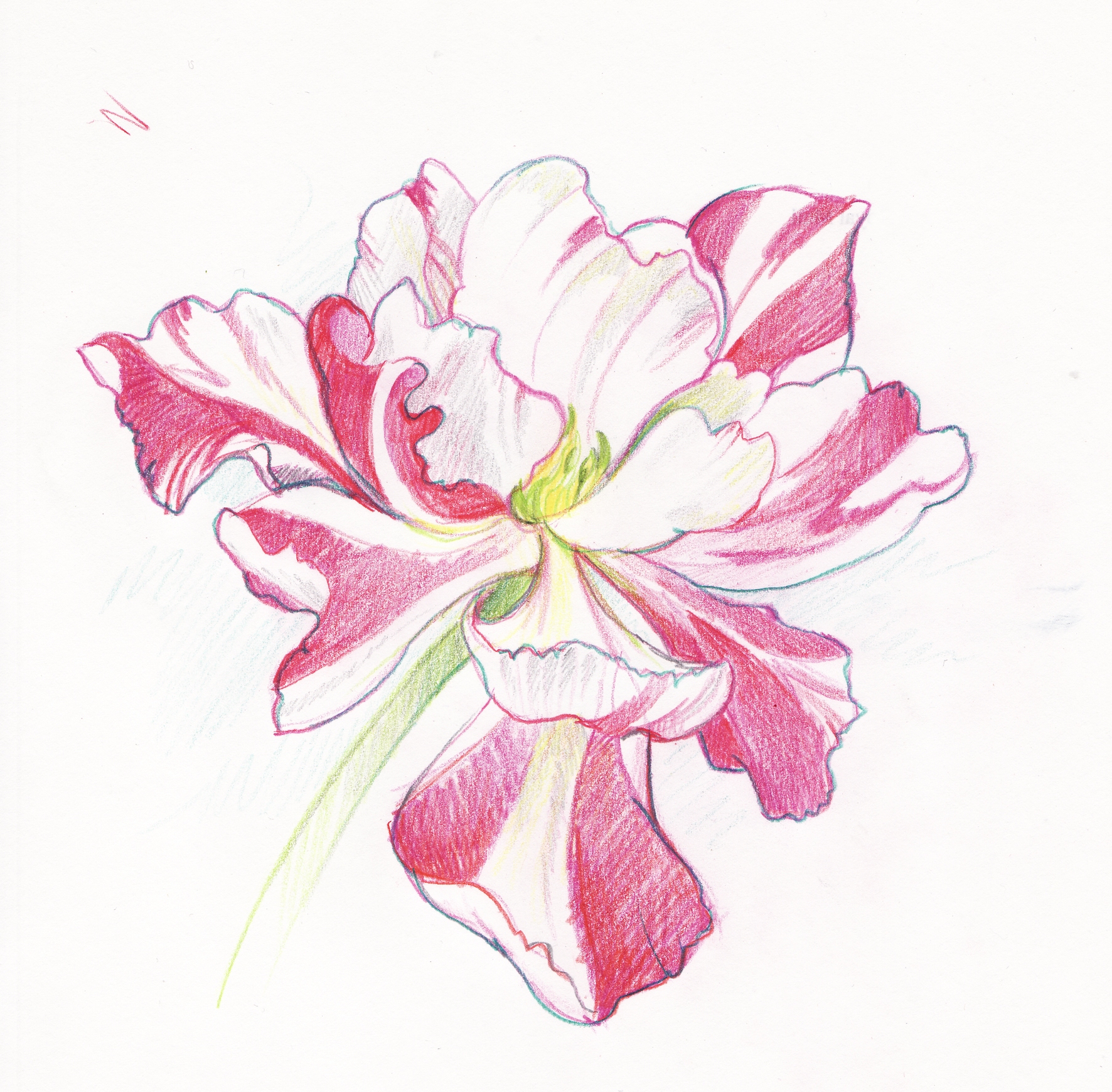 1772x1739 Flower Debbie Bellaby Illustration