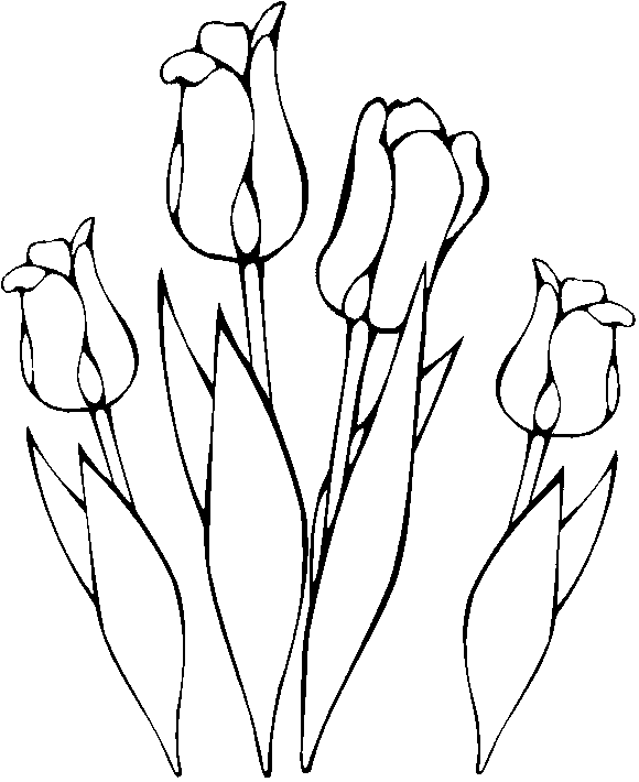 580x710 Coloring Four Tulips Picture