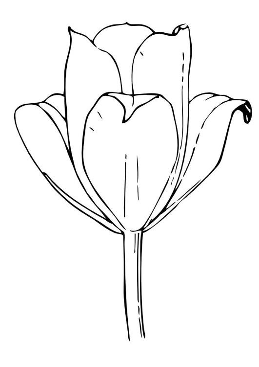 531x750 Coloring Page Tulip