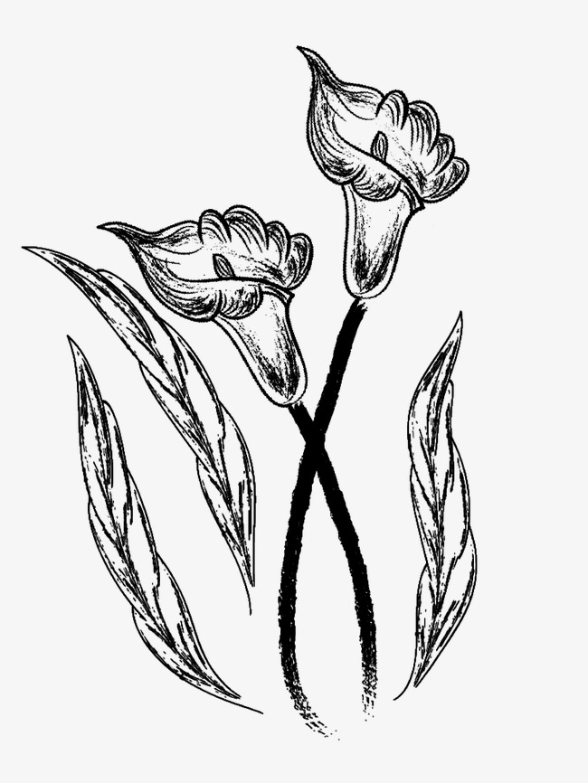 650x866 Flower Sketch, Black, Pencil Drawing, Plant Png Image For Free