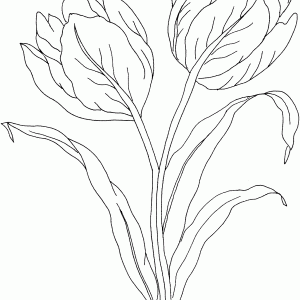 300x300 How To Draw A Tulip Flower Tulips Step By Flowers Pop How Adult