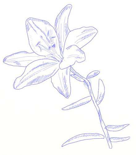 440x500 How To Draw A Lily Flower