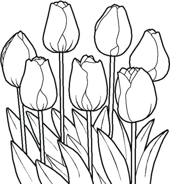 580x630 Tulip Coloring Sheet