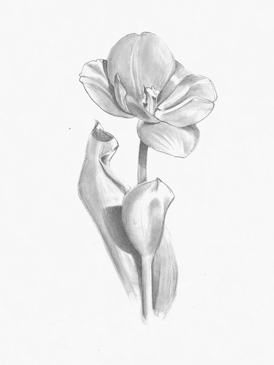 900x1200 Tulip By Hextupleyoodot