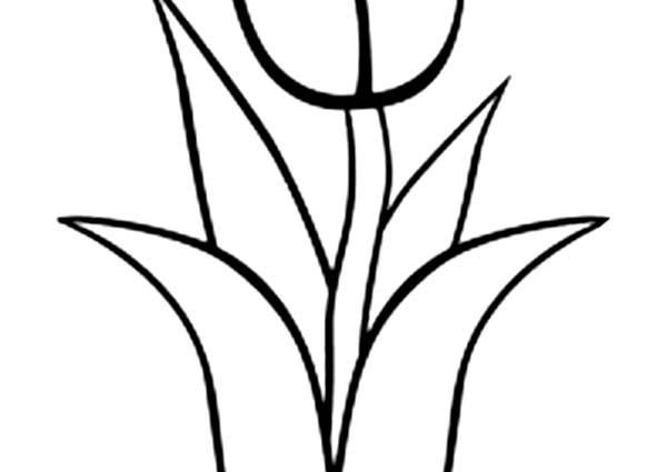 600x425 Tulip Coloring Page Tulip Clipart Colouring Page Pencil And