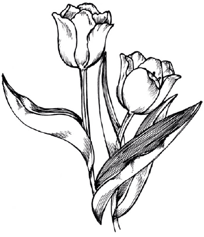 400x466 Tulips Tattoos Flower Drawings, Flower Watercolor