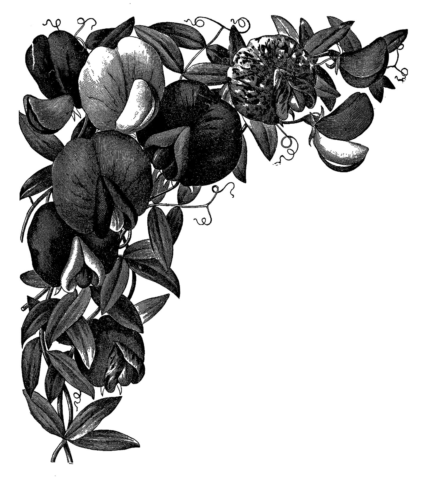 1421x1600 Digital Stamp Design Free Digital Flower Lily Artwork Drawing