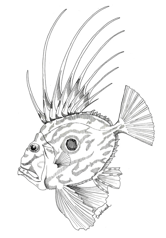 559x800 Commercial Design