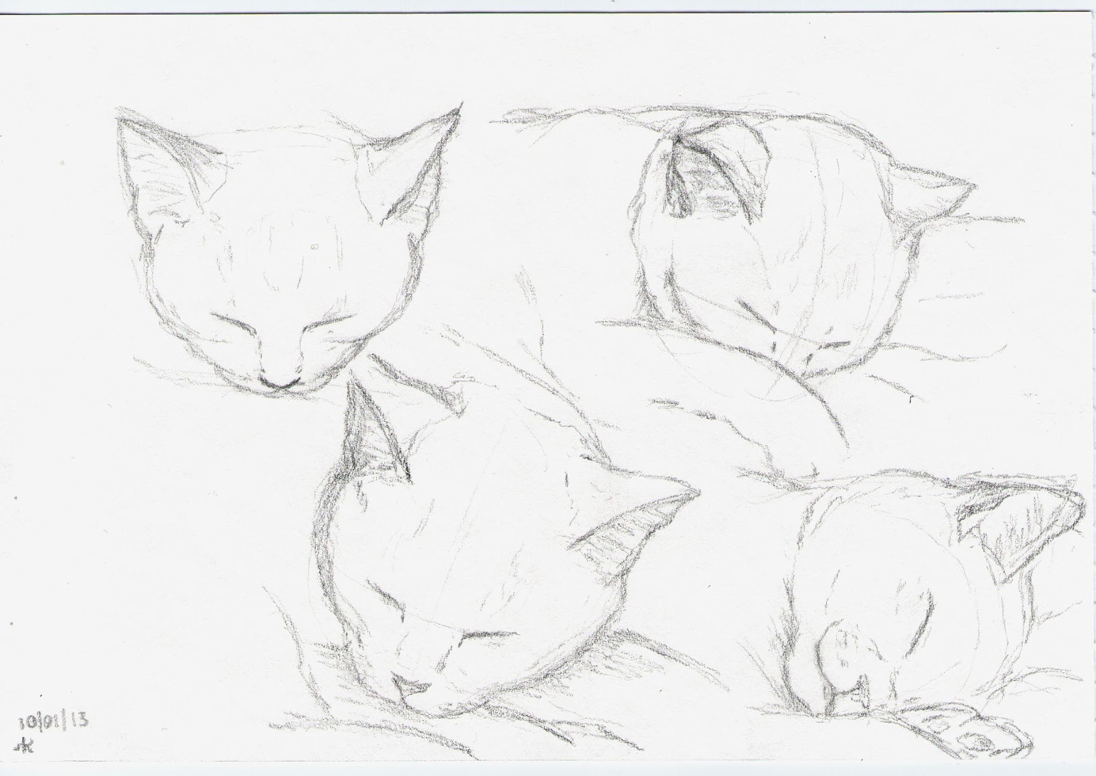 1600x1133 Sketching A Cat Is Never Easy Unless It Sleeps. Portrait89