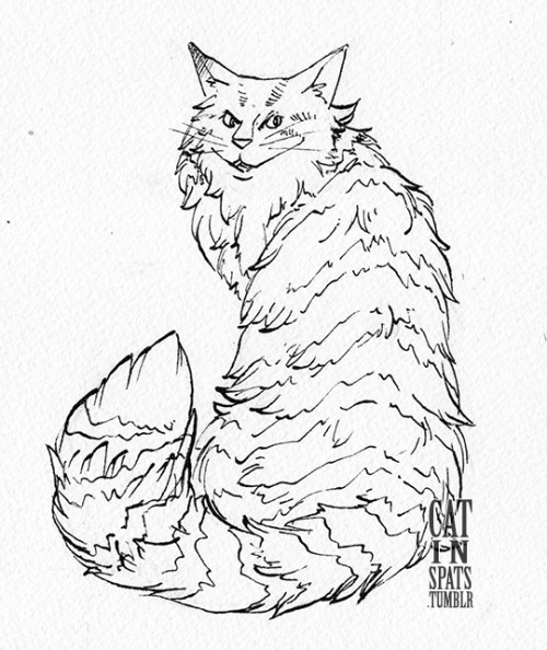 500x594 Cat In Spats