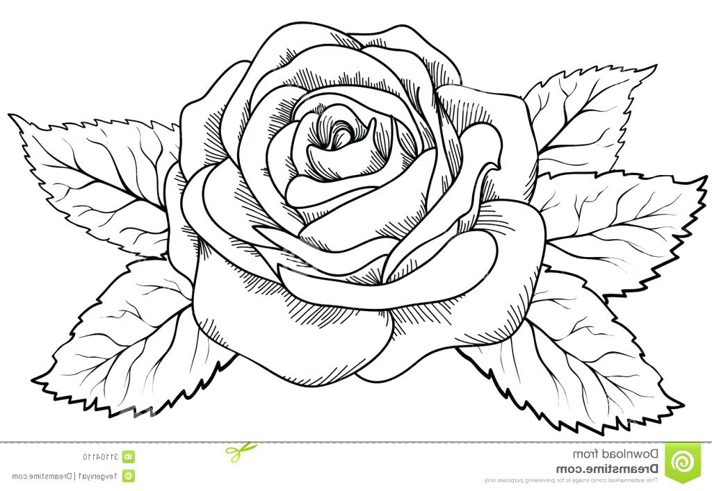 1024x707 Flowers Drawing Drawing Of A Flower 6 Nice Design Draw Flower Step