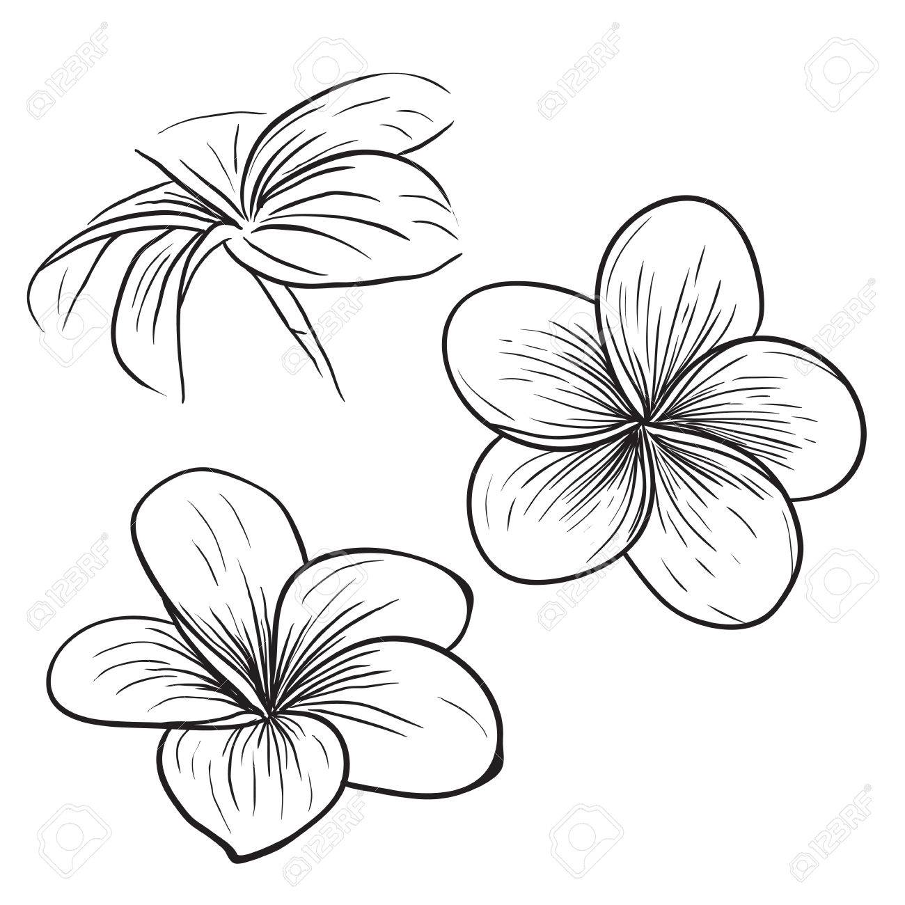 1300x1300 Tropical Flower Drawings Tropical Flower Drawings Tumblr