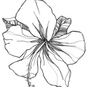 300x300 Adult Flower Draw Flower Draw Tumblr. Flower Drawing Patterns