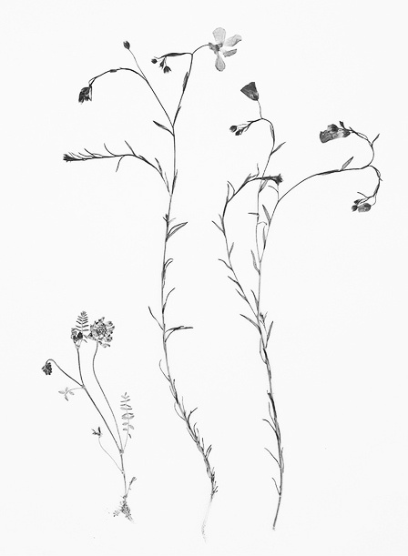448x611 Flower Drawing Tumblr Drawing Vintage Botanical