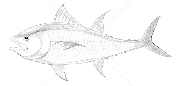 600x294 Tuna Stock Vectors, Illustrations And Cliparts Stockfresh