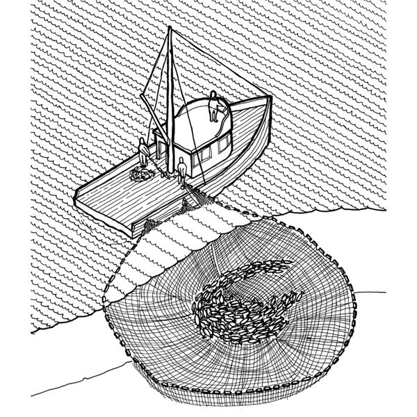 600x600 Drawn Fishing Tuna