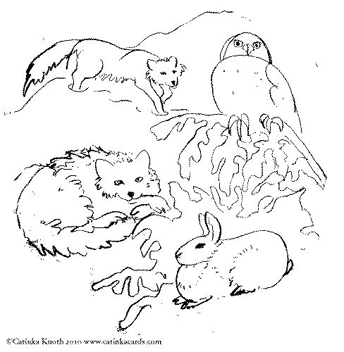 488x500 Tundra Animals Coloring Pages Meat Wolverine Animal Coloring Pages