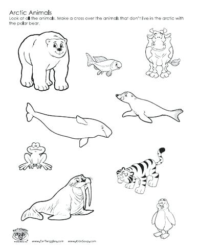 387x494 Tundra Animals Coloring Pages Arctic Coloring Pages Perfect