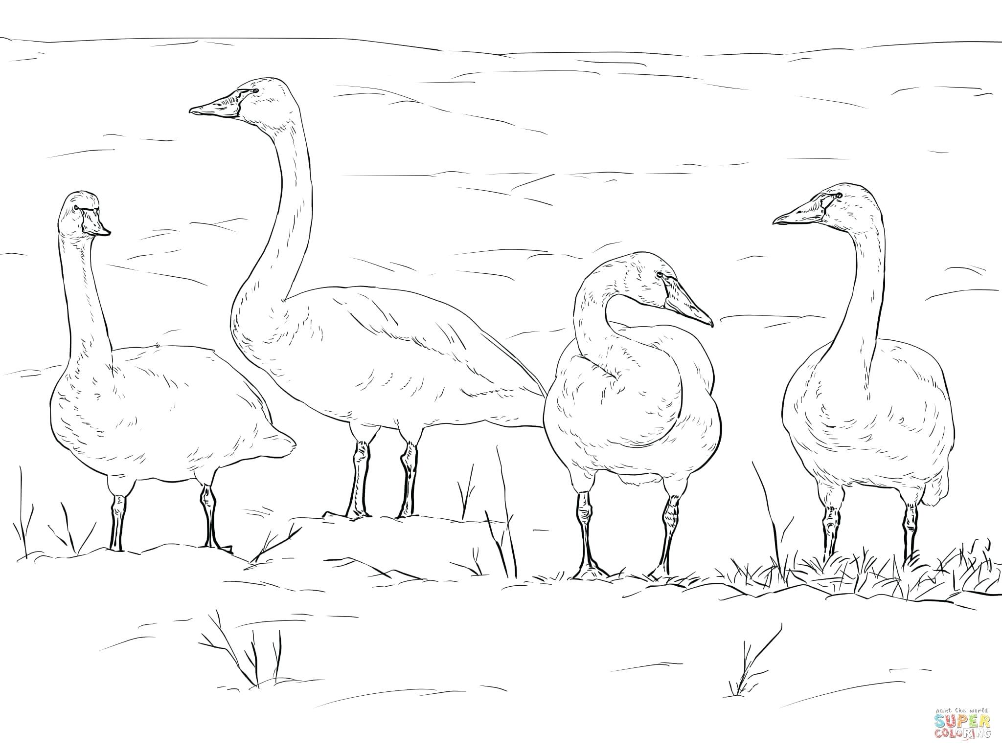 2048x1536 Coloring Arctic Animals Coloring Pages Tundra Antarctic Of Animal