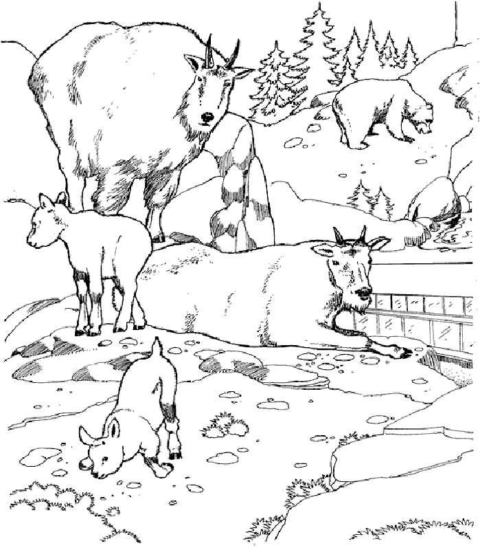 699x800 Tundra Coloring Pages Coloring Page For Kids