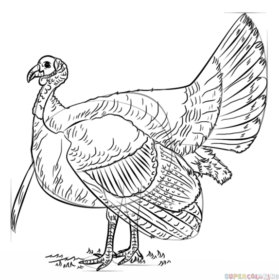 574x575 How To Draw A Turkey Step By Step Drawing Tutorials