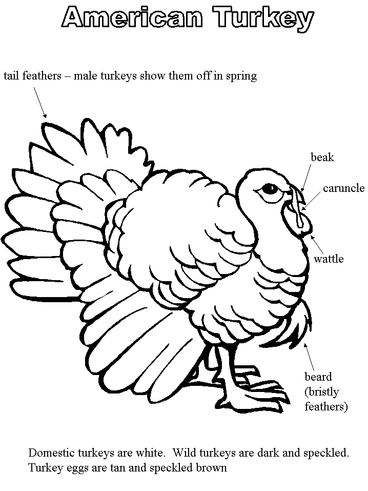718x957 Parts Of A Turkey Clipart