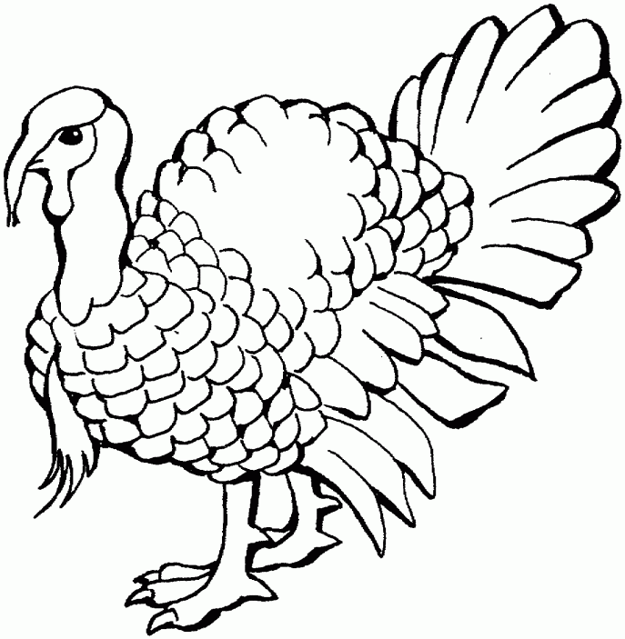 687x703 Coloring Pages Surprising Turkey Drawing Birthday