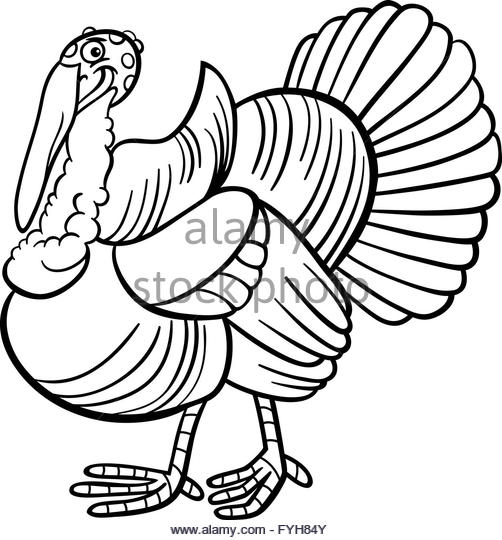 502x540 Turkey Farm Black And White Stock Photos Amp Images