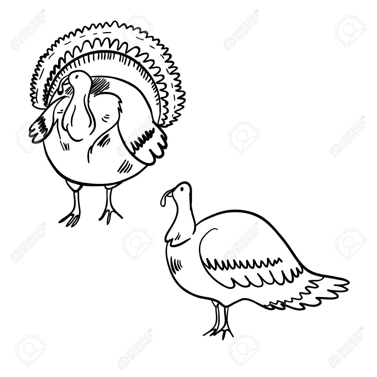 1300x1300 Vector Illustration With Two Turkeys. Funny Cartoon Wonderful