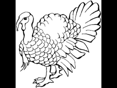 480x360 How To Draw Domesticated Turkey Drawing Step By Step