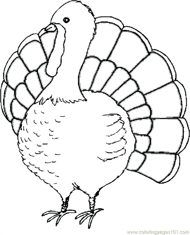 Turkey Drawing Images at GetDrawings | Free download