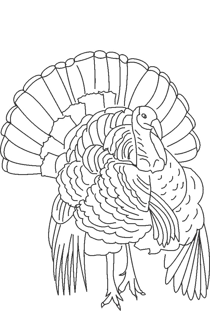 711x1052 The King Of Wild Turkey Coloring Pages Turkeys