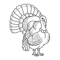 230x230 Top 25 Turkey Coloring Pages For Toddlers