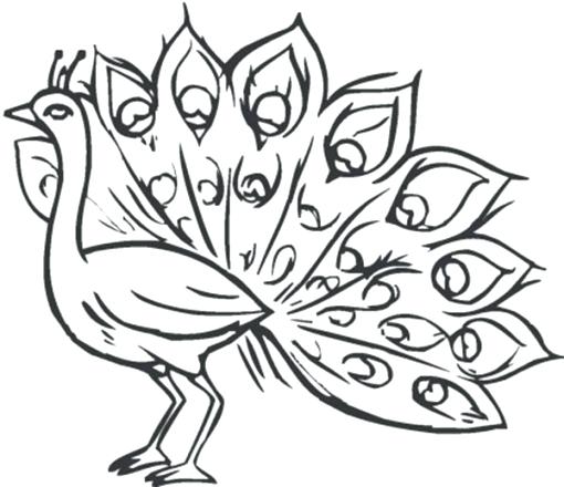 510x440 Feather Coloring Pages Feather Coloring Pages Turkey Feathers