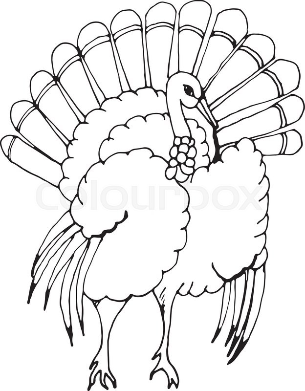 624x800 Hand Draw A Turkey In The Style Of A Sketch On A Black White