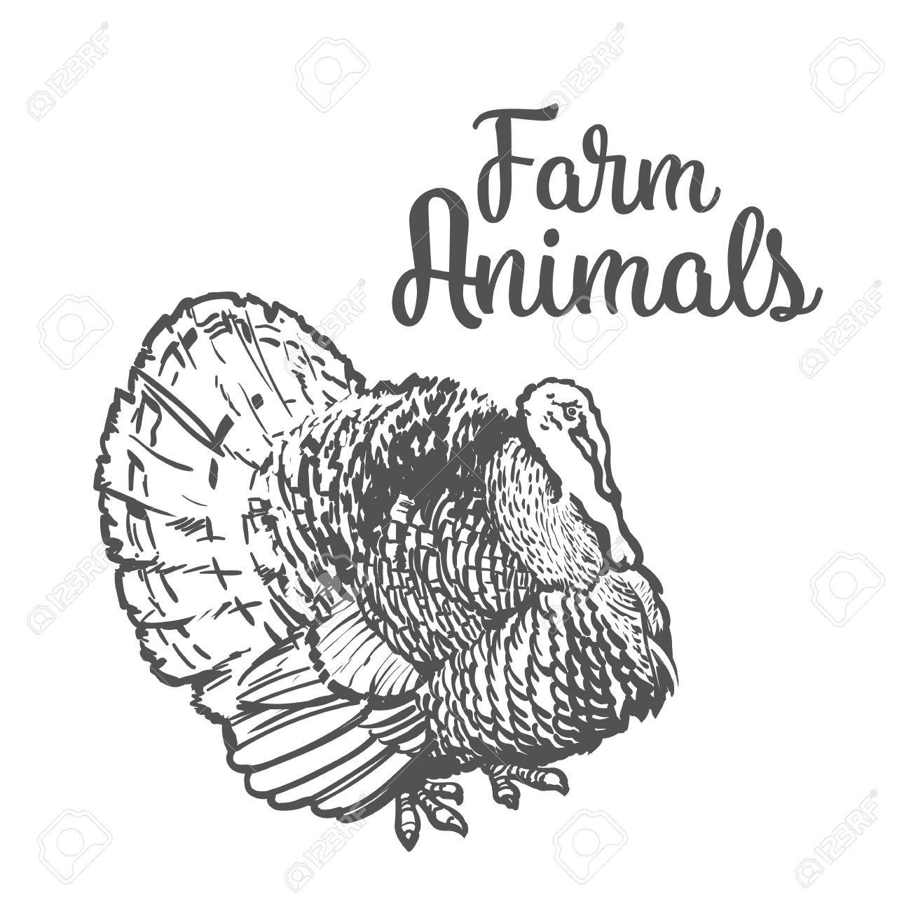1300x1300 One Feathered Turkey Bird, Sketch Style Hand Drawn, Vector Farm
