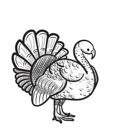 395x449 Thanksgiving Day Turkey Hand Drawn Sketch Icon. Stock Vector