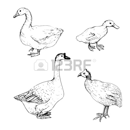 450x450 Vector Sketch Of Goose, Duck And Turkey, Hand Drawn Isolated