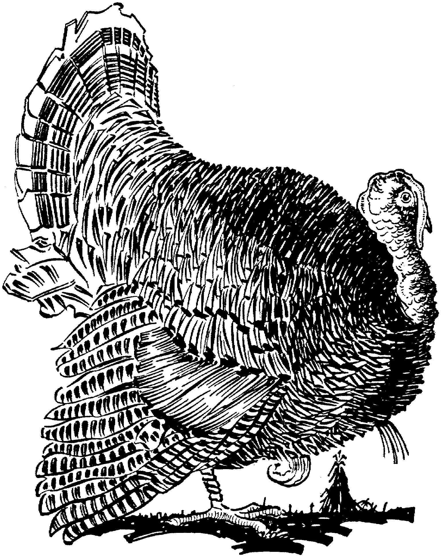 1536x1940 Free Turkey Coloring Pages