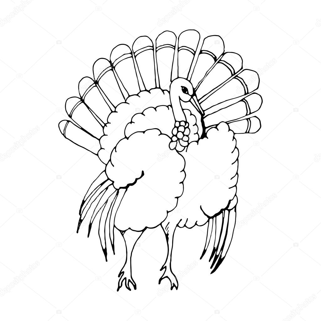 1024x1024 Hand Draw A Turkey Stock Vector Gennadiikorchuganov